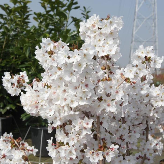 Prunus nipponica 'Brilliant' plant