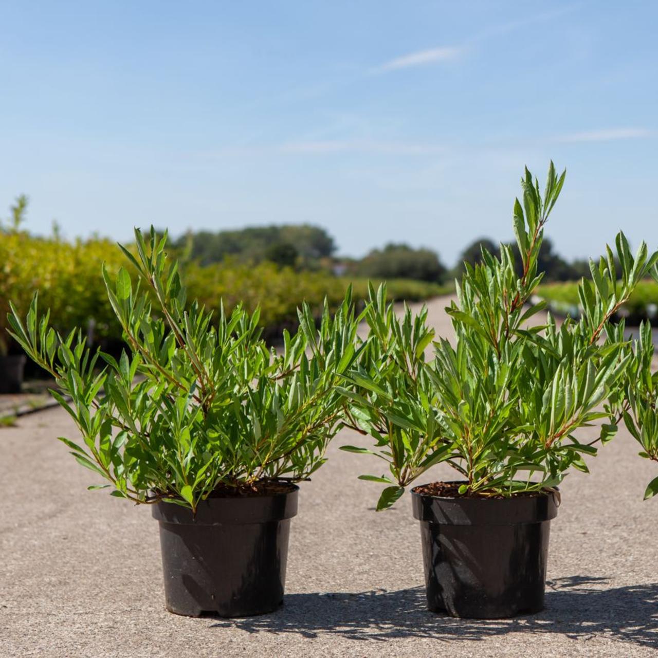 Prunus pumila depressa plant