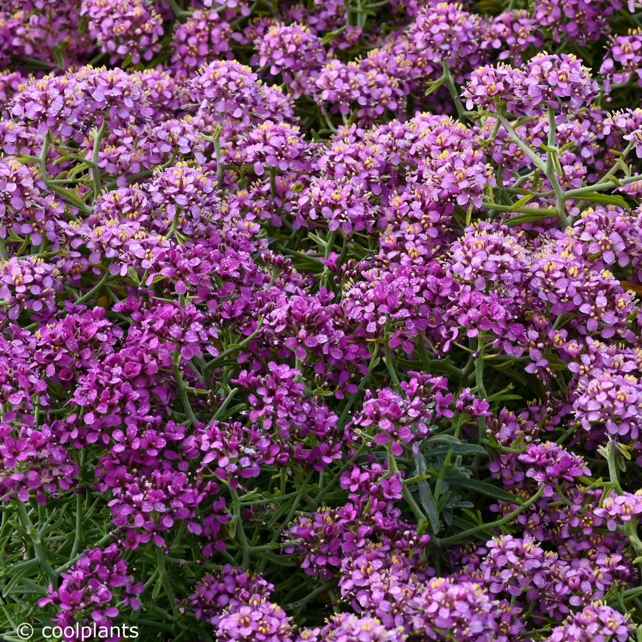 Ptilotrichum spinosum 'Rubrum' plant