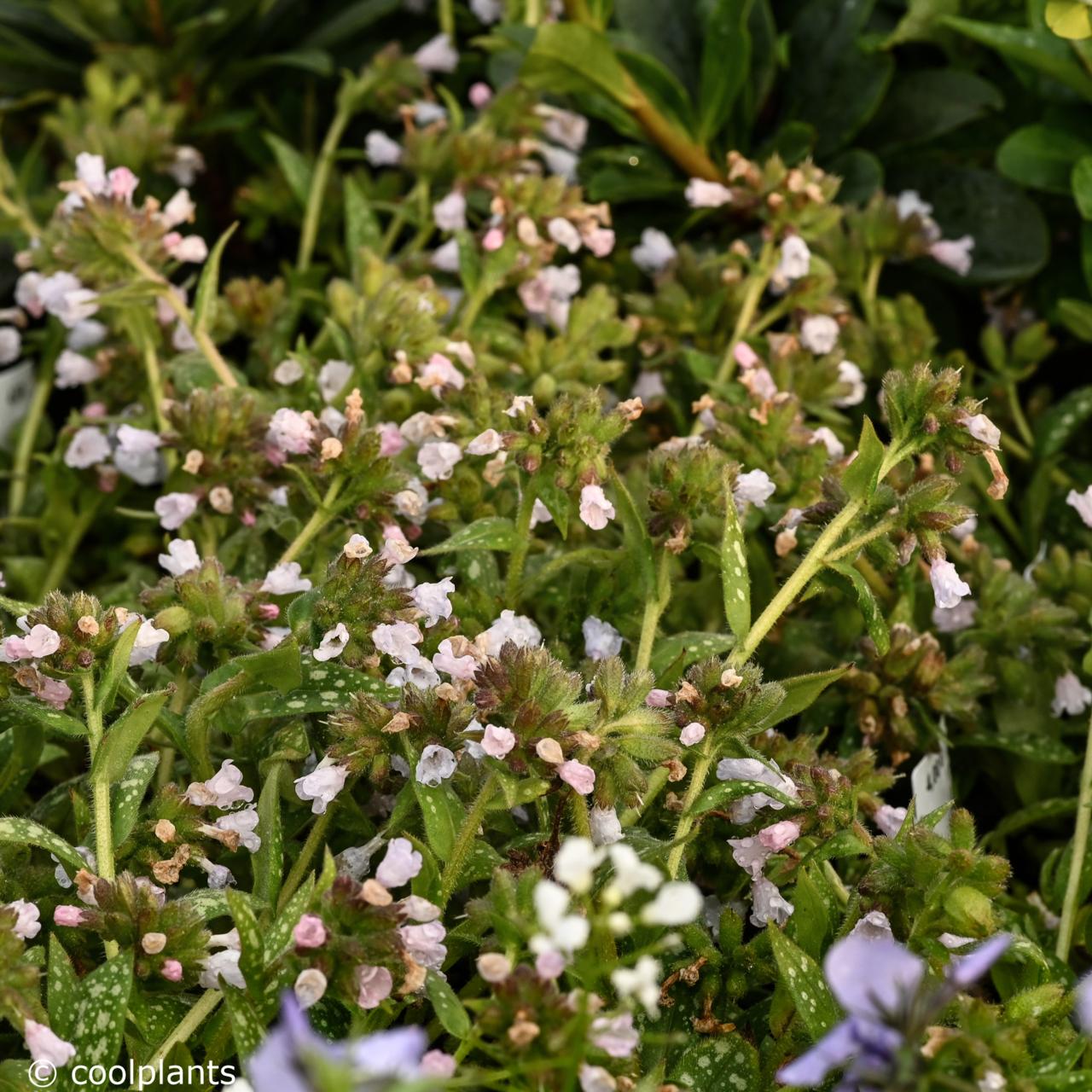 Pulmonaria 'Ocupol' (OPAL) plant