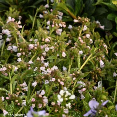 pulmonaria-ocupol