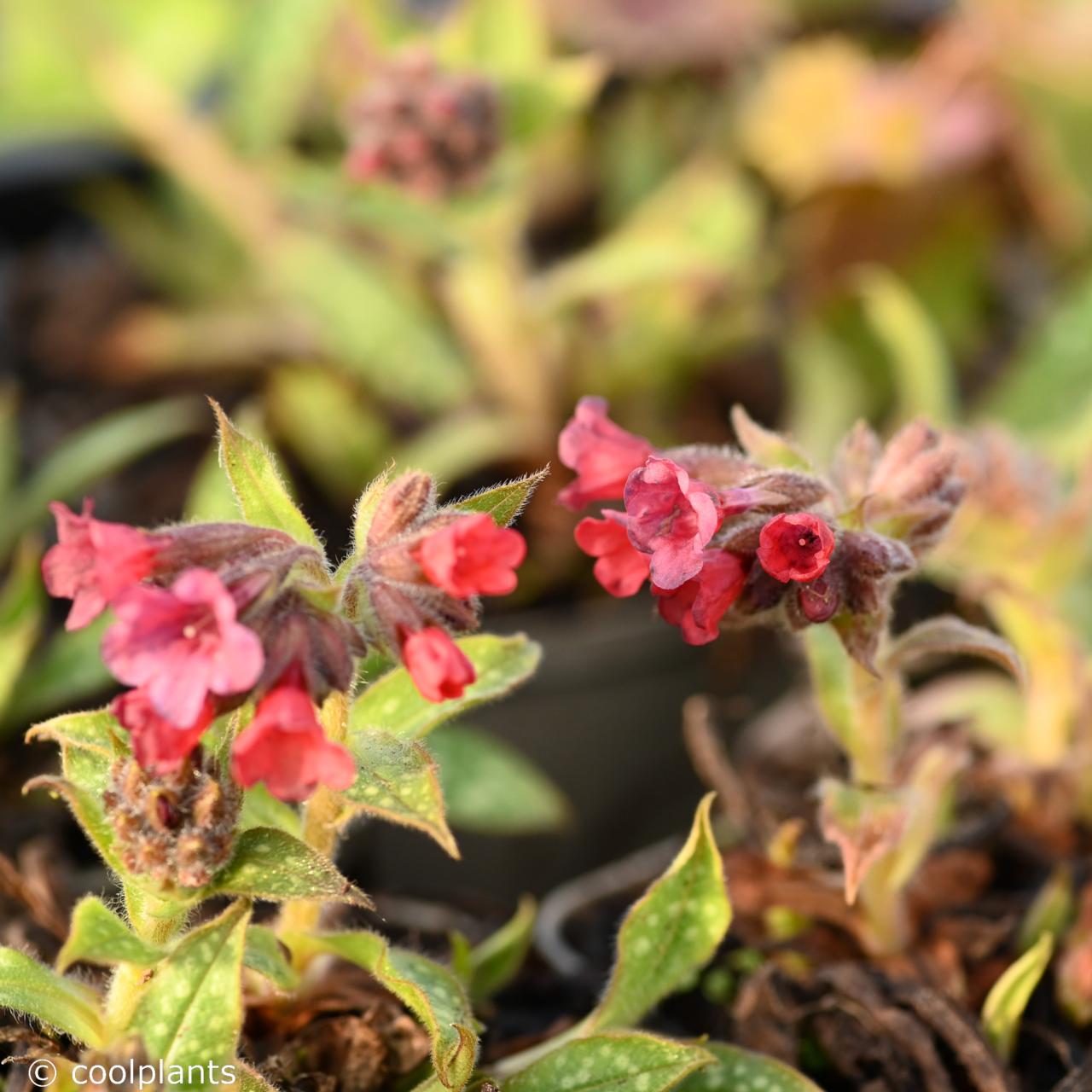 Pulmonaria 'Shrimps on the Barbie' plant