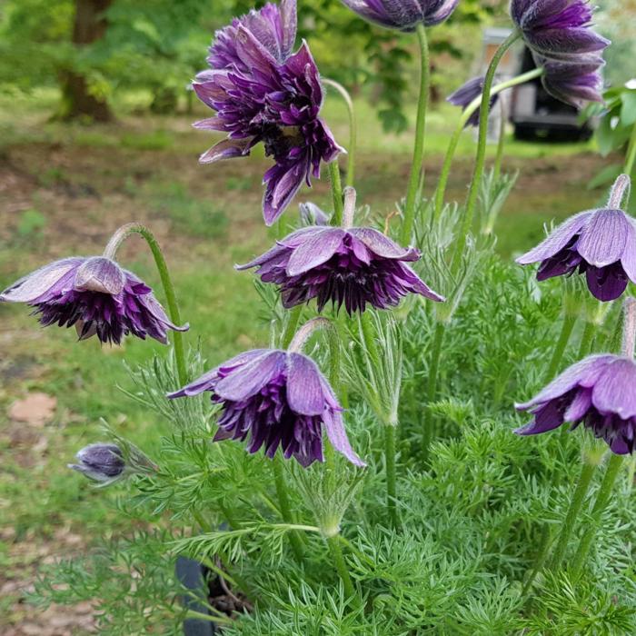 Pulsatilla 'Fairy Dreams' plant