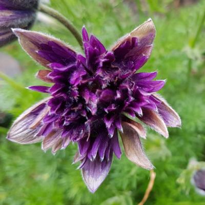 pulsatilla-fairy-dreams