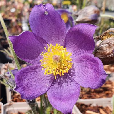 pulsatilla-patens