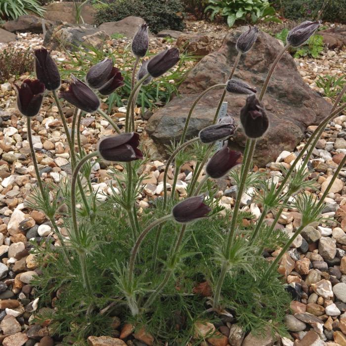 Pulsatilla rubra plant