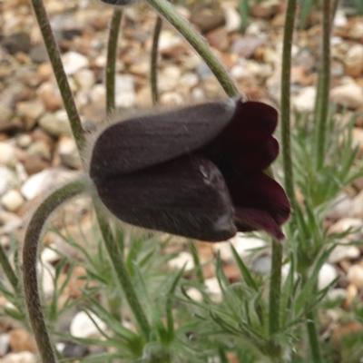 pulsatilla-rubra