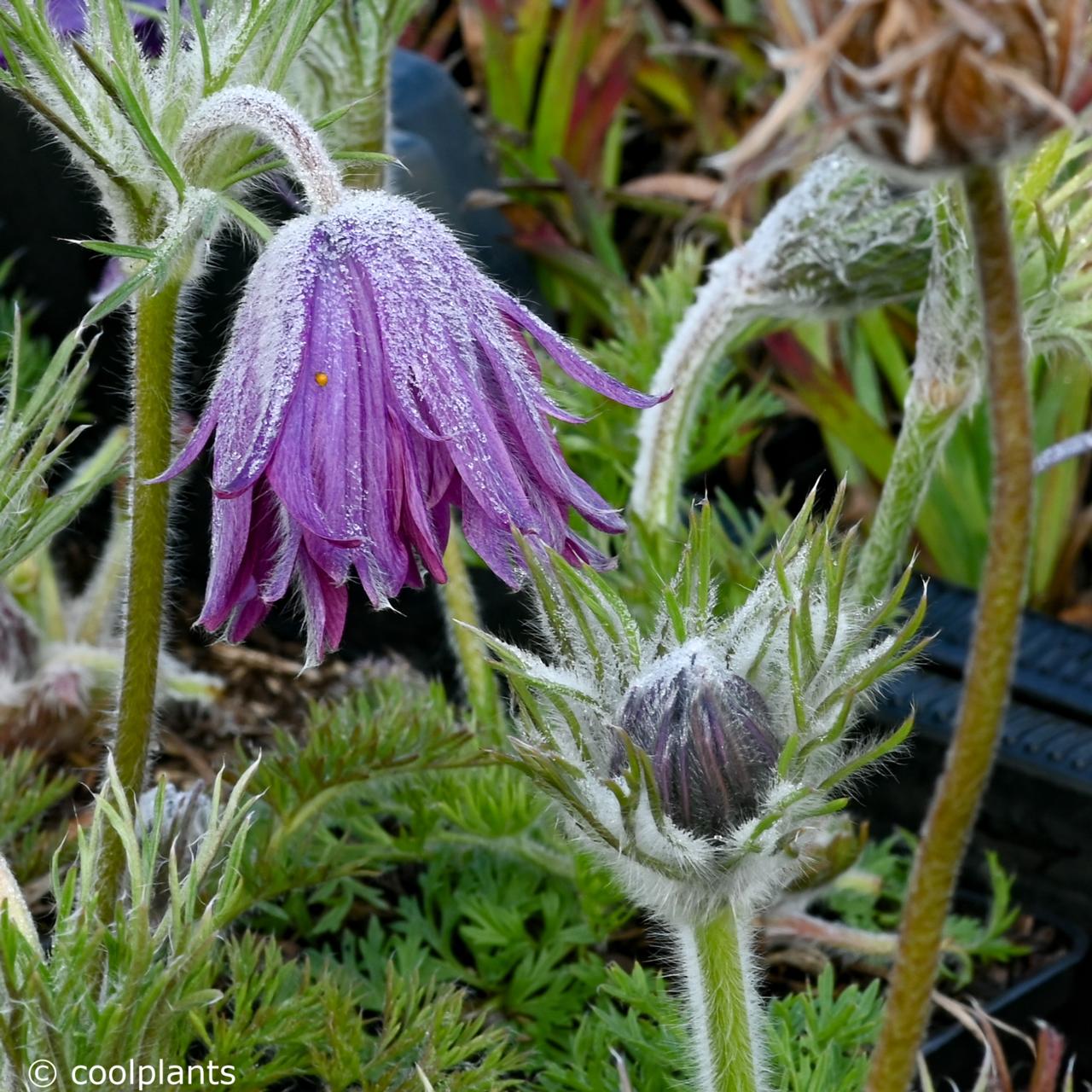 Pulsatilla vulgaris 'Papageno' plant