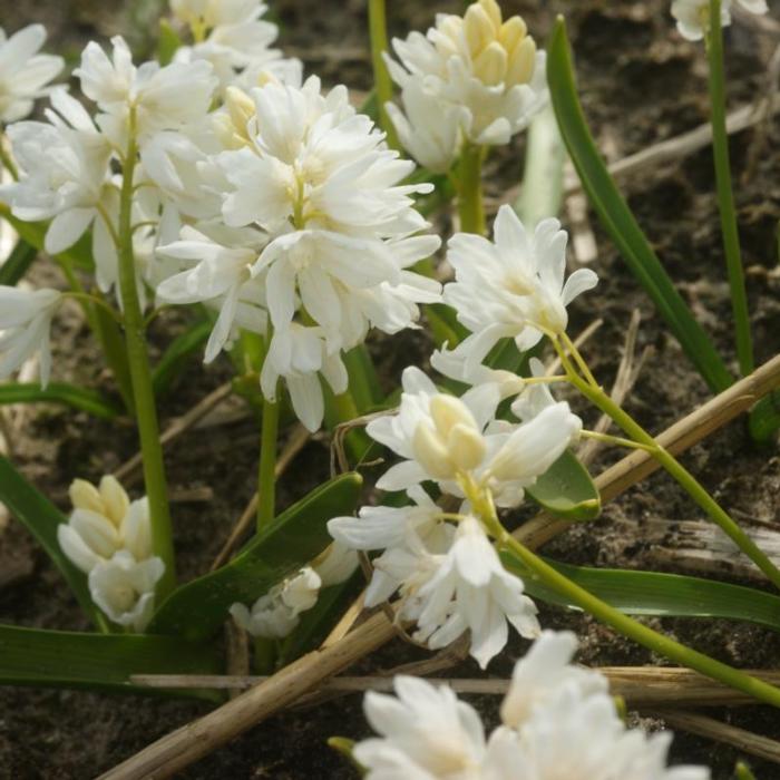 Puschkinia scilloides var. libanotica 'Alba' plant