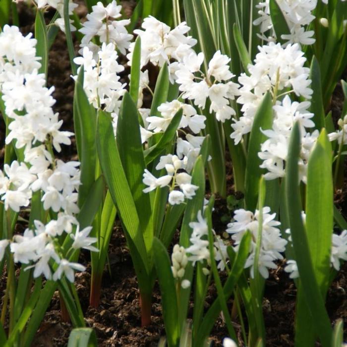 Puschkinia scilloides var. libanotica 'Alba' plant