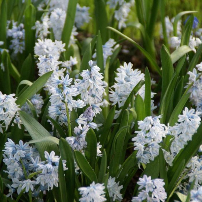 Puschkinia scilloides var. libanotica plant