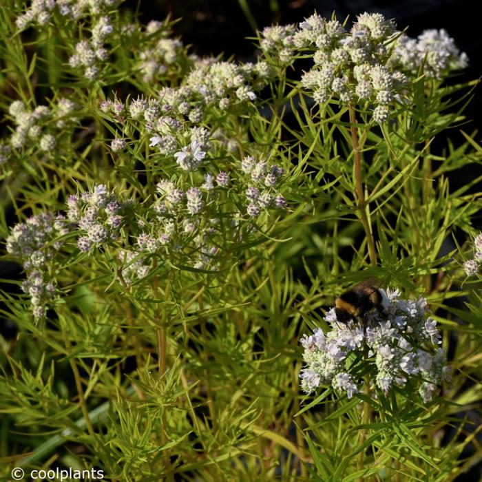 Pycnanthemum flexuosum JS 'Carte Blanche' plant