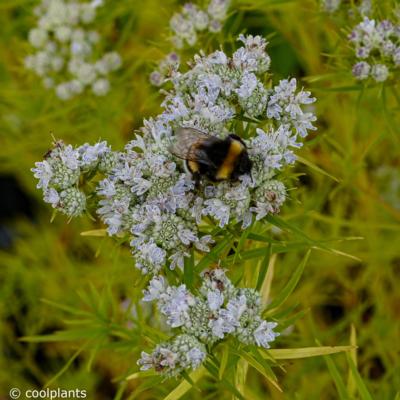 pycnanthemum-flexuosum-js-carte-blanche