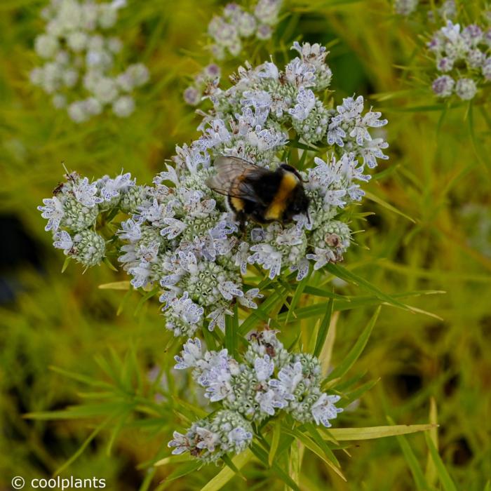 Pycnanthemum flexuosum JS 'Carte Blanche' plant