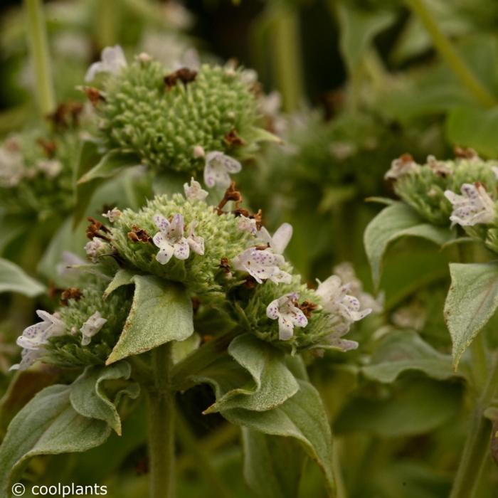 Pycnanthemum muticum plant