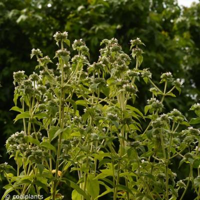 pycnanthemum-muticum