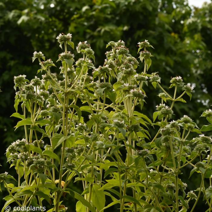 Pycnanthemum muticum plant
