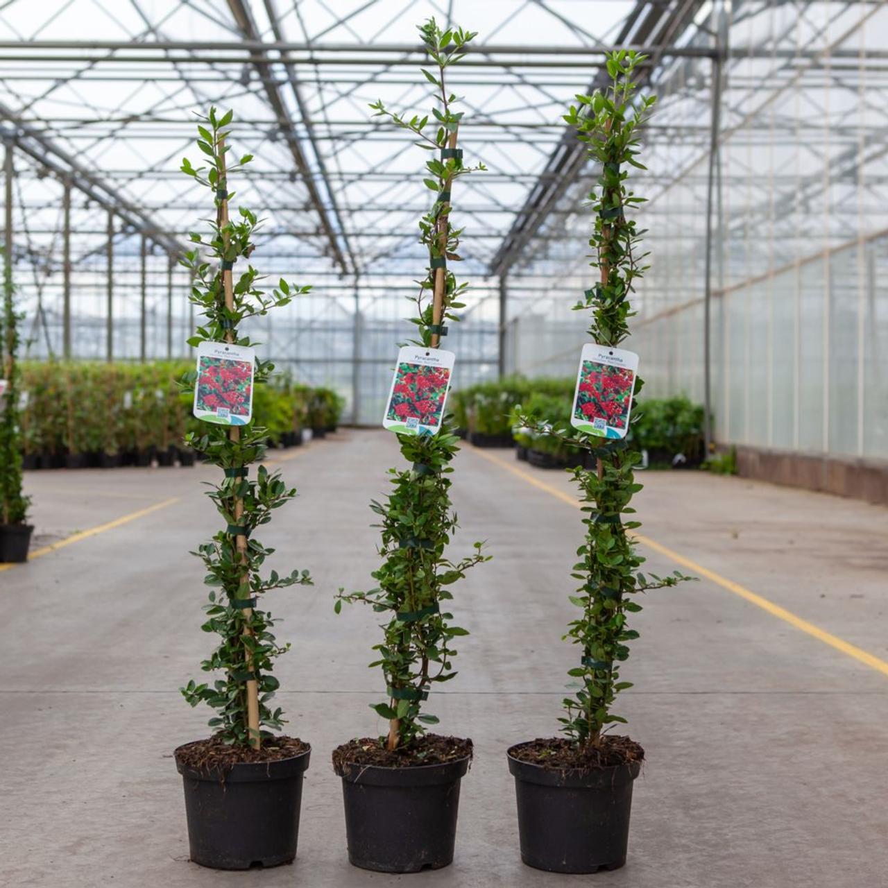 Pyracantha coccinea 'Red Column' plant