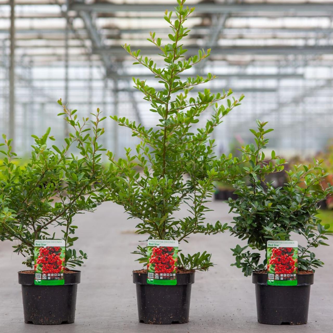 Pyracantha coccinea 'Red Star' plant