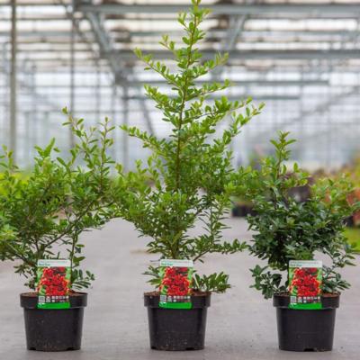 pyracantha-coccinea-red-star