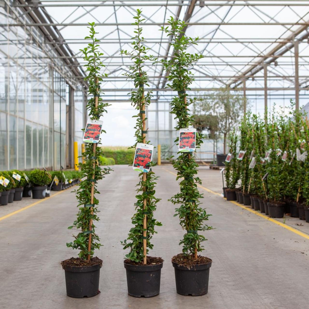 Pyracantha 'Orange Glow' plant