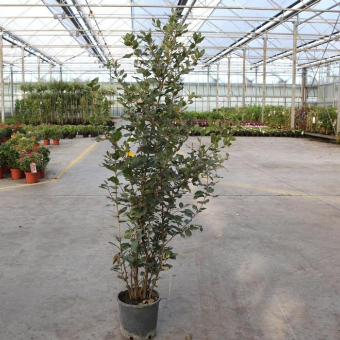 Quercus ilex plant