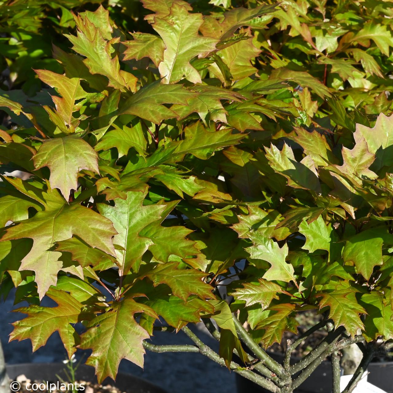 Quercus palustris 'Green Dwarf' plant