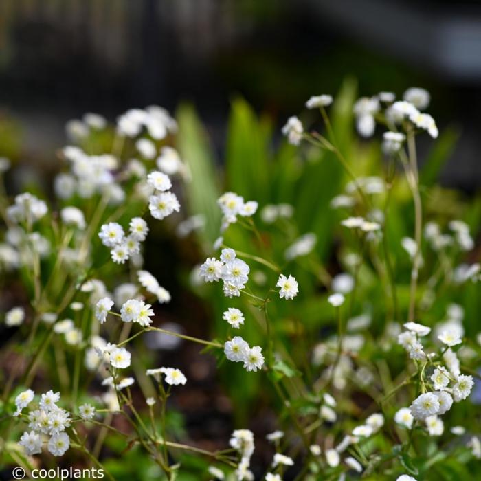 Ranunculus aconitifolius 'Flore Pleno' plant