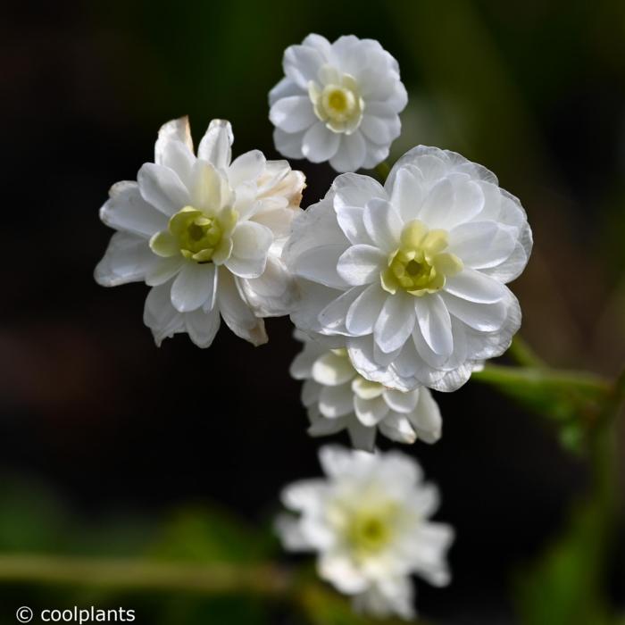 Ranunculus aconitifolius 'Flore Pleno' plant