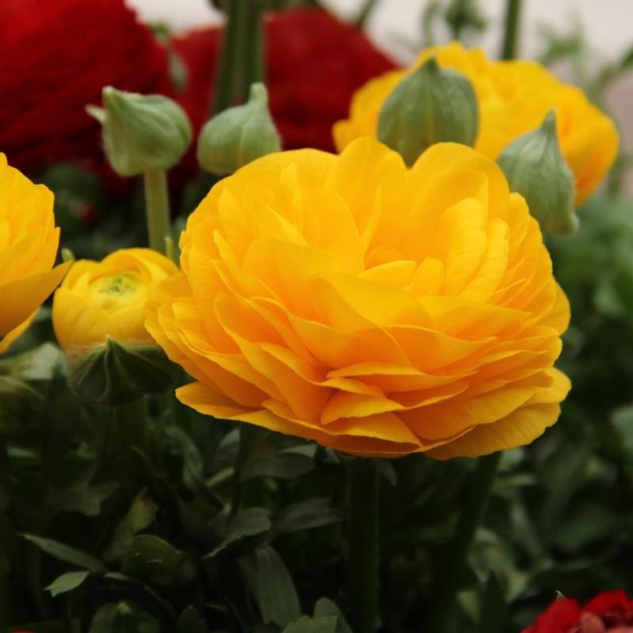 Ranunculus asiaticus 'Aviv' geel  plant