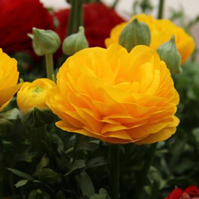 ranunculus-asiaticus-aviv-geel