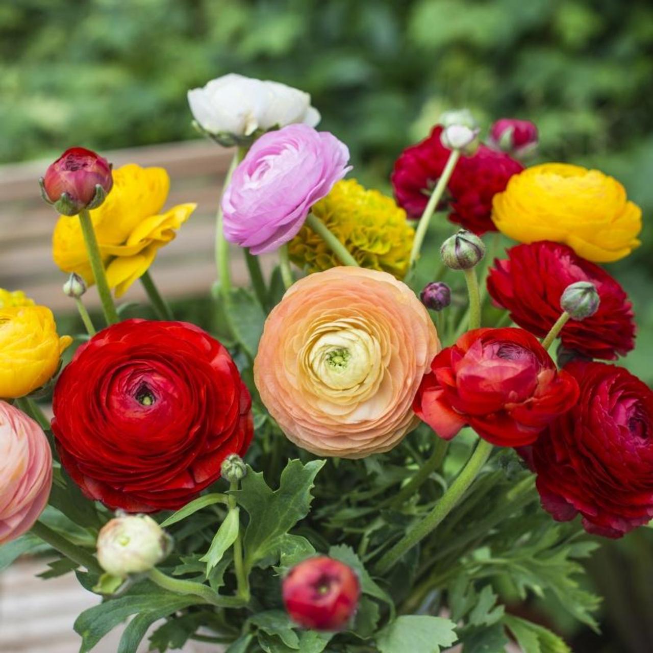 Ranunculus asiaticus 'Aviv' mix plant