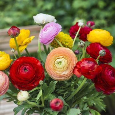 ranunculus-asiaticus-aviv-mix