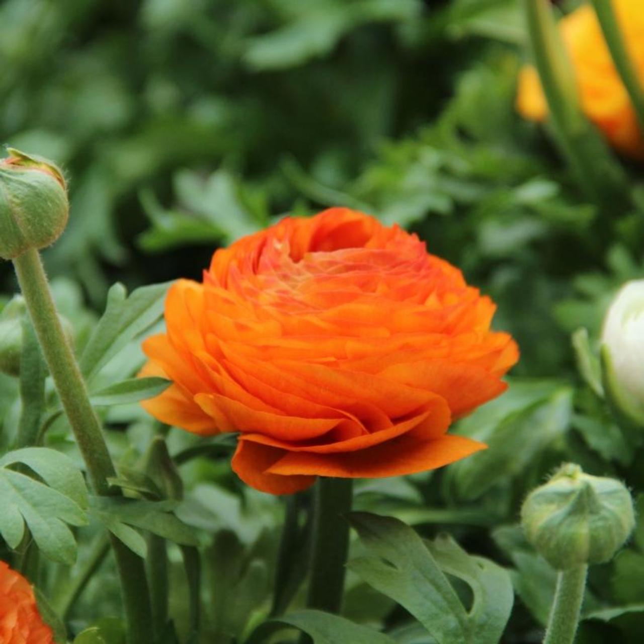 Ranunculus asiaticus 'Aviv' oranje plant