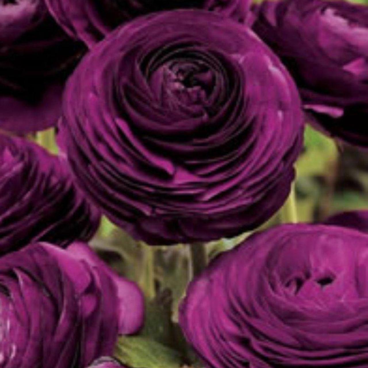 Ranunculus asiaticus 'Aviv' paars plant