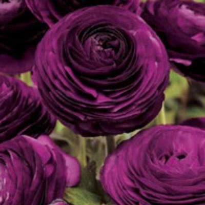 ranunculus-asiaticus-aviv-paars