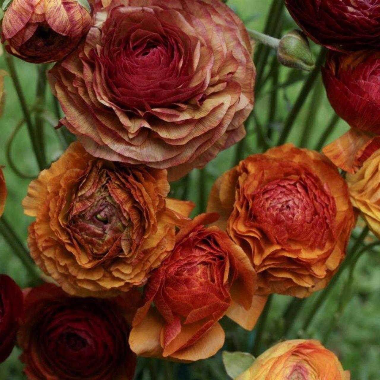 Ranunculus asiaticus 'Aviv Picotee' -café- plant