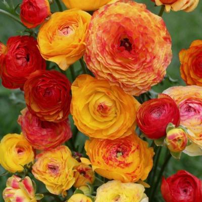 ranunculus-asiaticus-aviv-picotee-orange