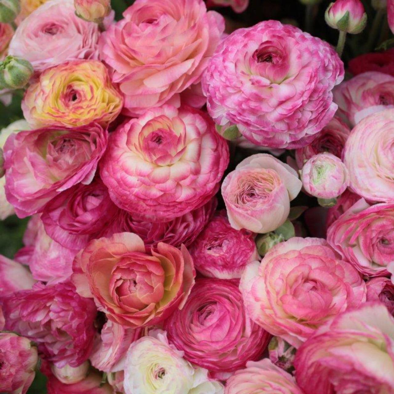 Ranunculus asiaticus 'Aviv Picotee' -rose- plant