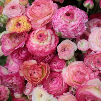 ranunculus-asiaticus-aviv-picotee-rose