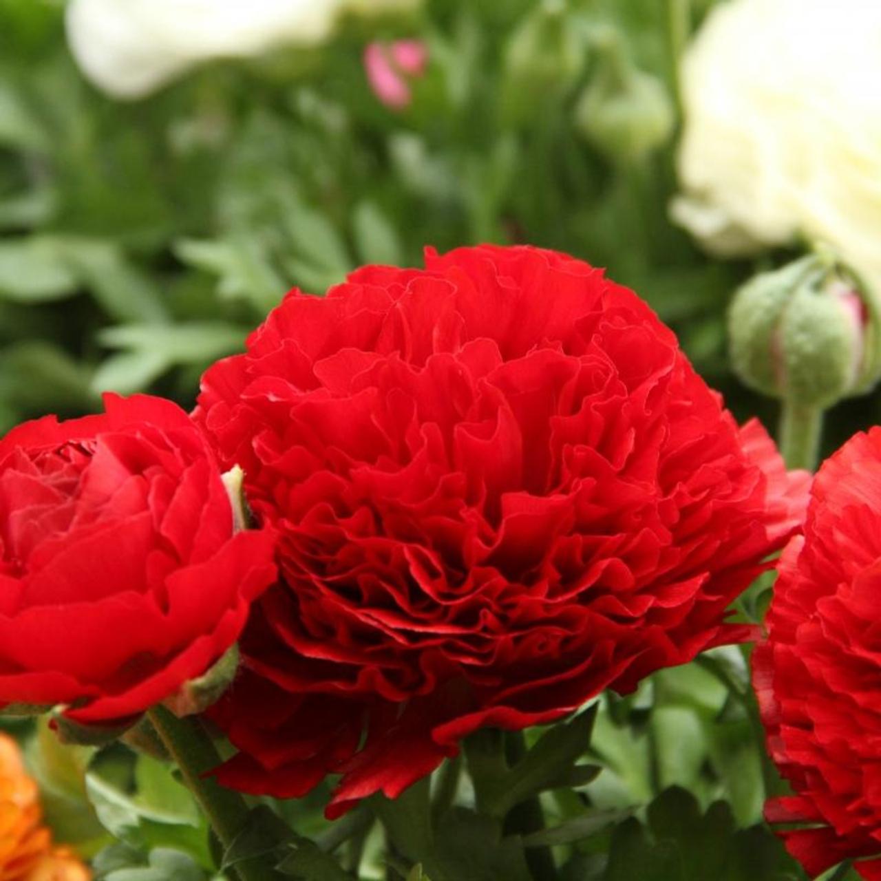 Ranunculus asiaticus 'Aviv' rood plant