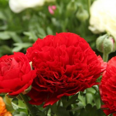 ranunculus-asiaticus-aviv-rood