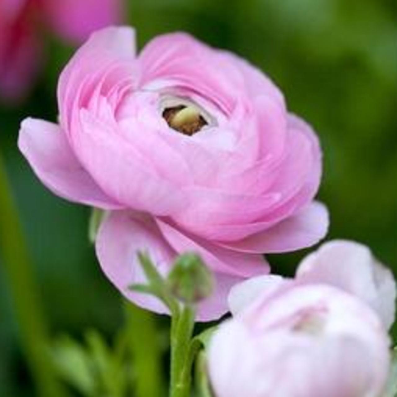 Ranunculus asiaticus 'Aviv' roze plant