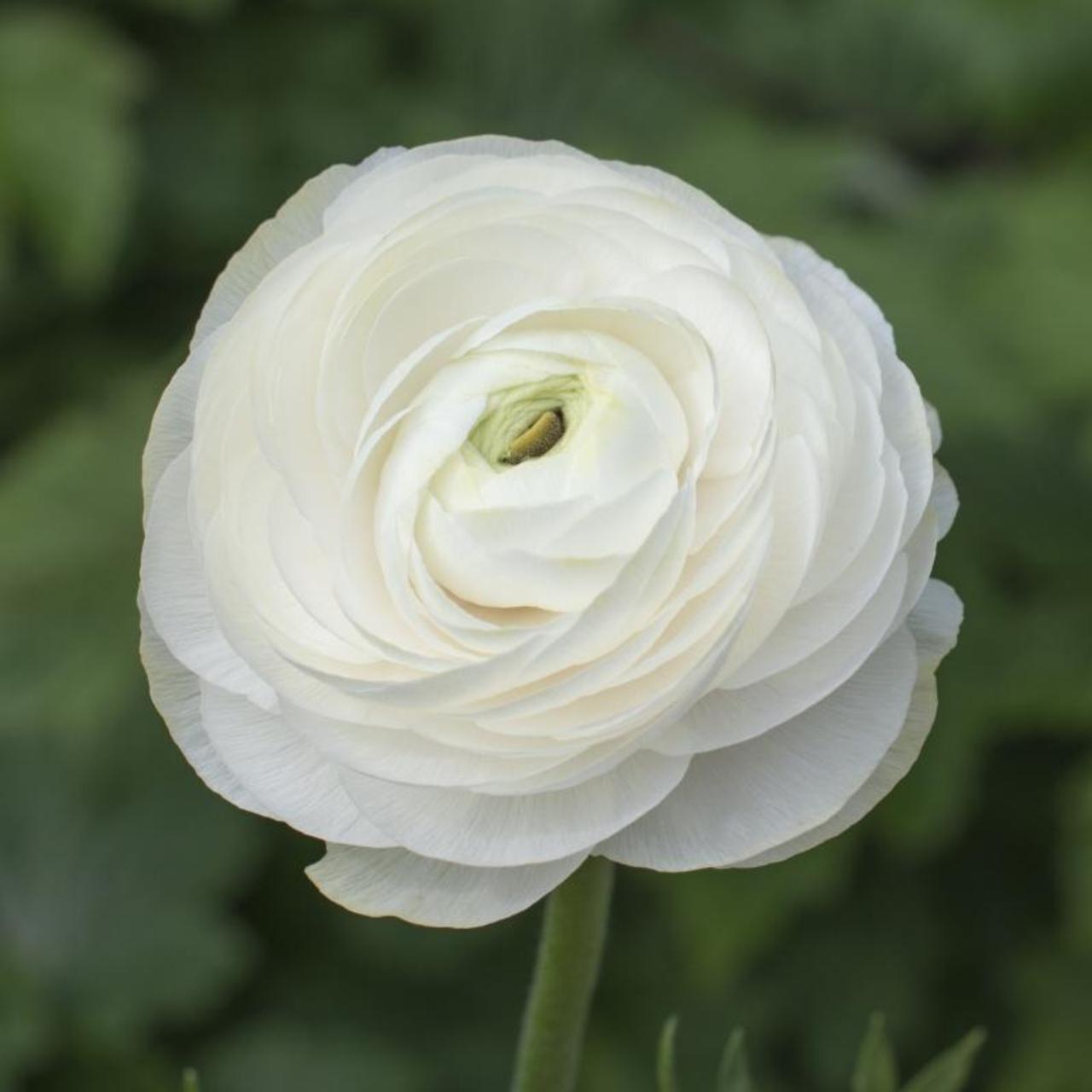 Ranunculus asiaticus 'Aviv' wit plant