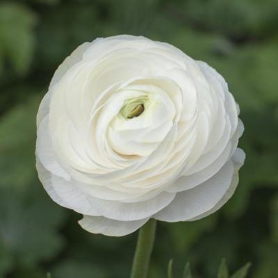 ranunculus-asiaticus-aviv-wit