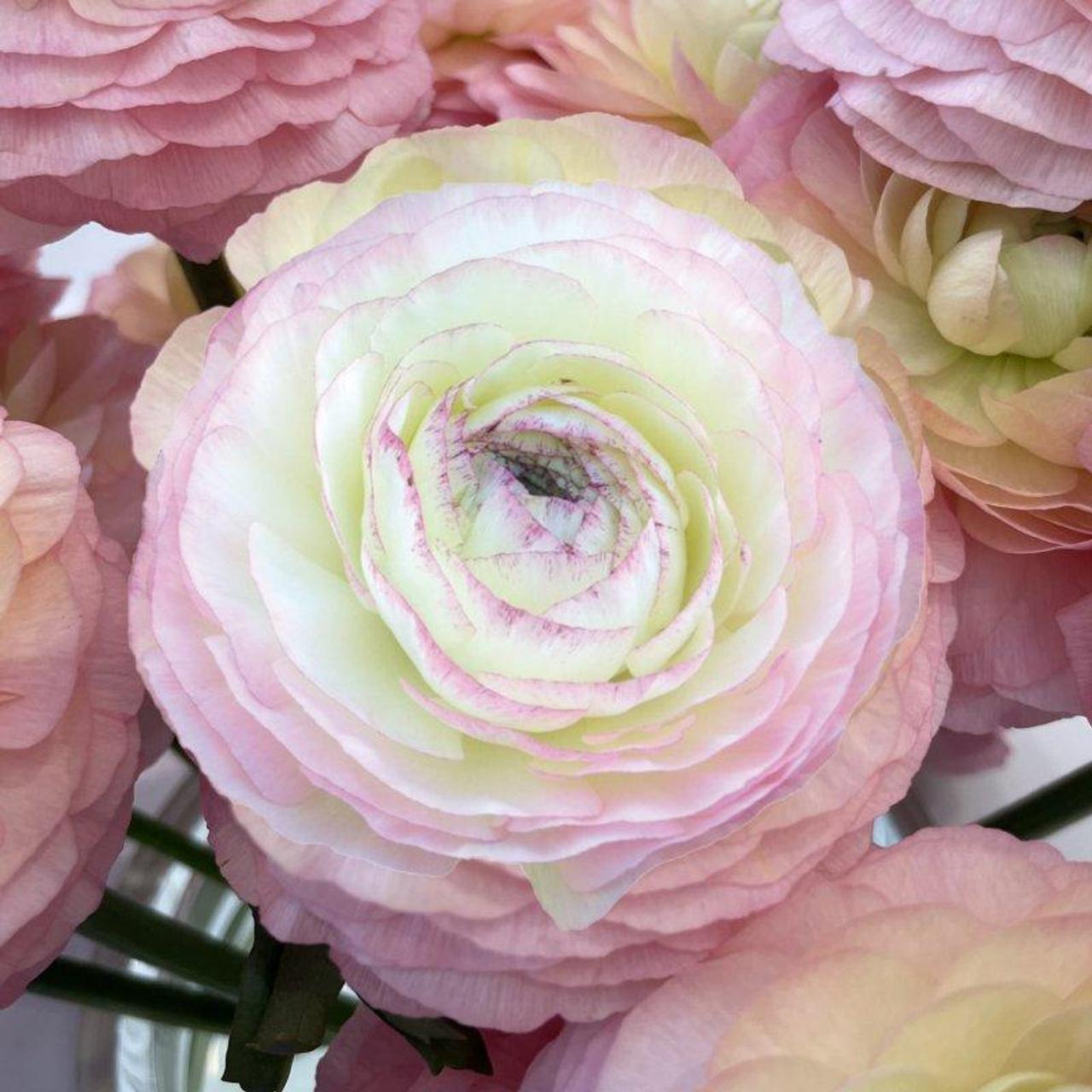 Ranunculus ELEGANCE 'Bianco Sfumato' plant