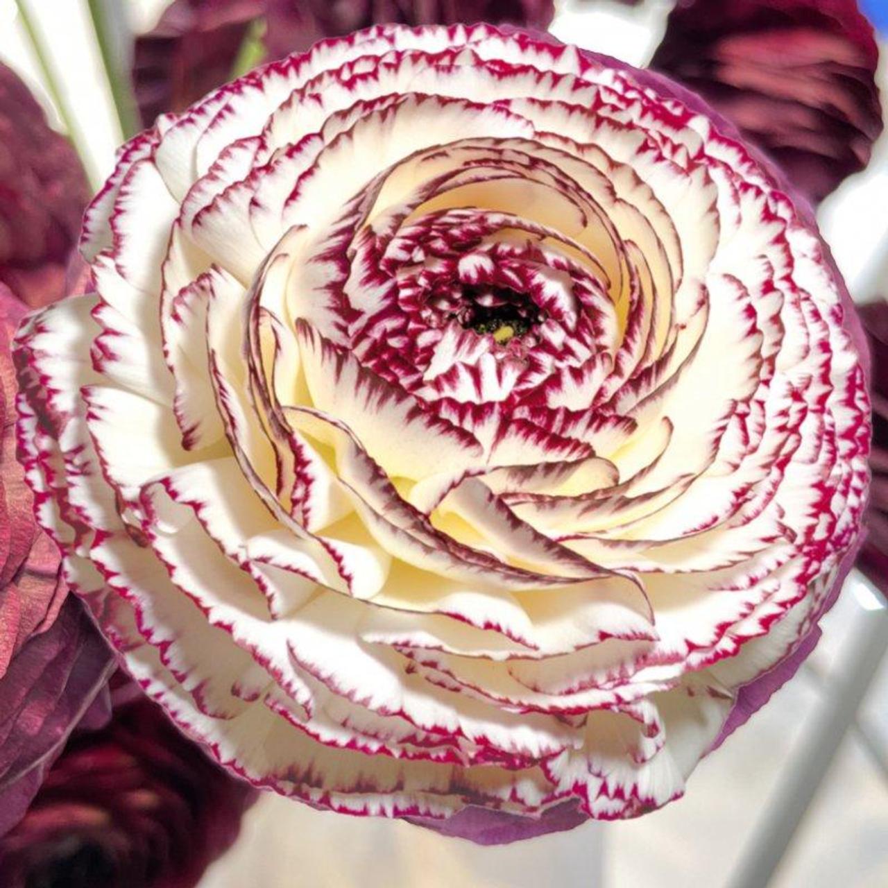 Ranunculus ELEGANCE 'Bianco Striato' plant