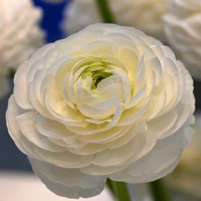 ranunculus-elegance-bianco