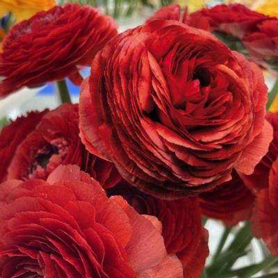 ranunculus-elegance-cioccolato