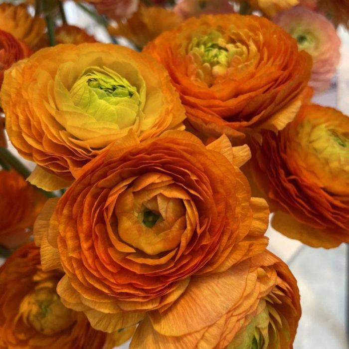 Ranunculus ELEGANCE 'Clementine' plant